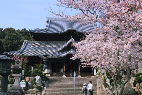 桜と本堂