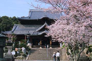 粉河寺の桜