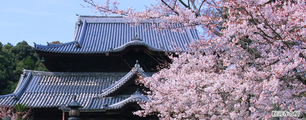 粉河寺の桜