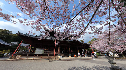 粉河寺の桜パノラマ（1）